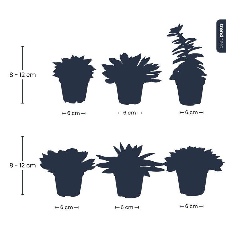 Trendhero.nl/b2b - Wholesale Succulent - Succulent Mix Set - Assorted Succulents in 6 cm Pots (8–12 cm high)6