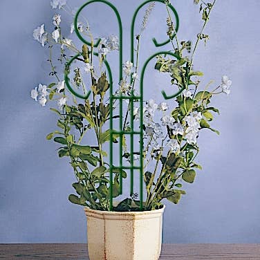 Scroll Houseplant and Garden Trellis for wholesale by Bosmere Inc