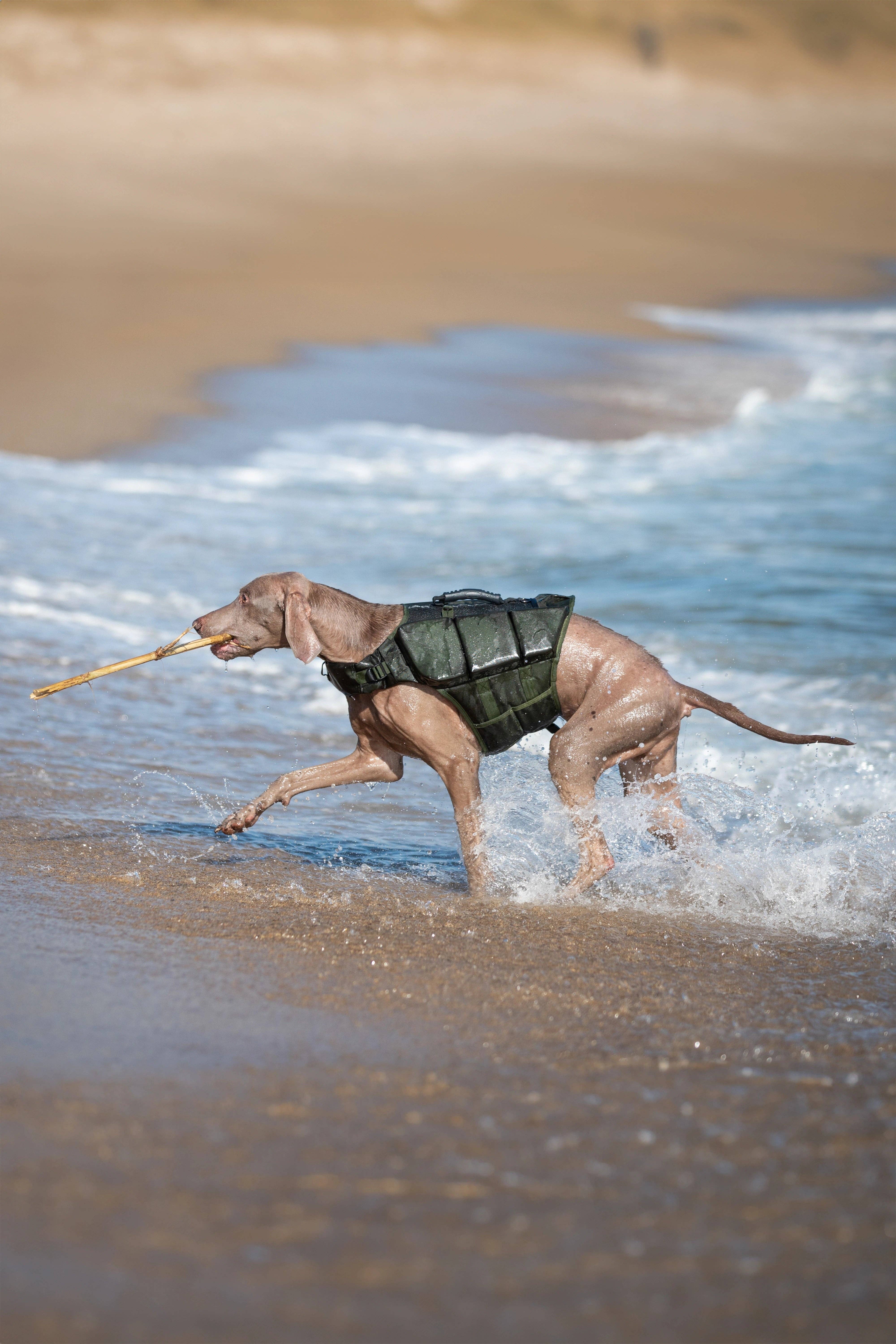 NOAH AND PAW LLC - Vendita all'ingrosso Giacca - Cani - Salvagente per cane Human Standards con supporto in schiuma 3x massimo galleggiamento - Verde19