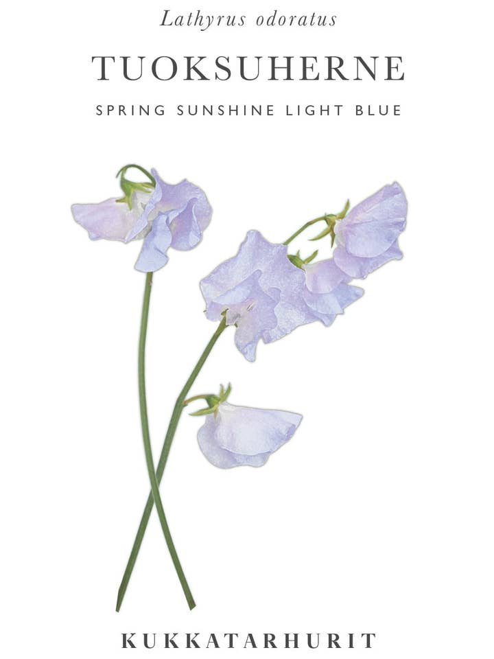 Pois de senteur 'Spring Sunshine Blue' pour la vente par Kukkatarhurit