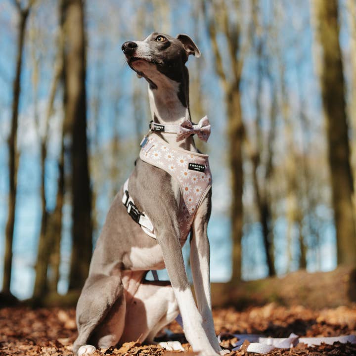 Cocopup London - Vente Collier – chien - Collier Daisy Chain5