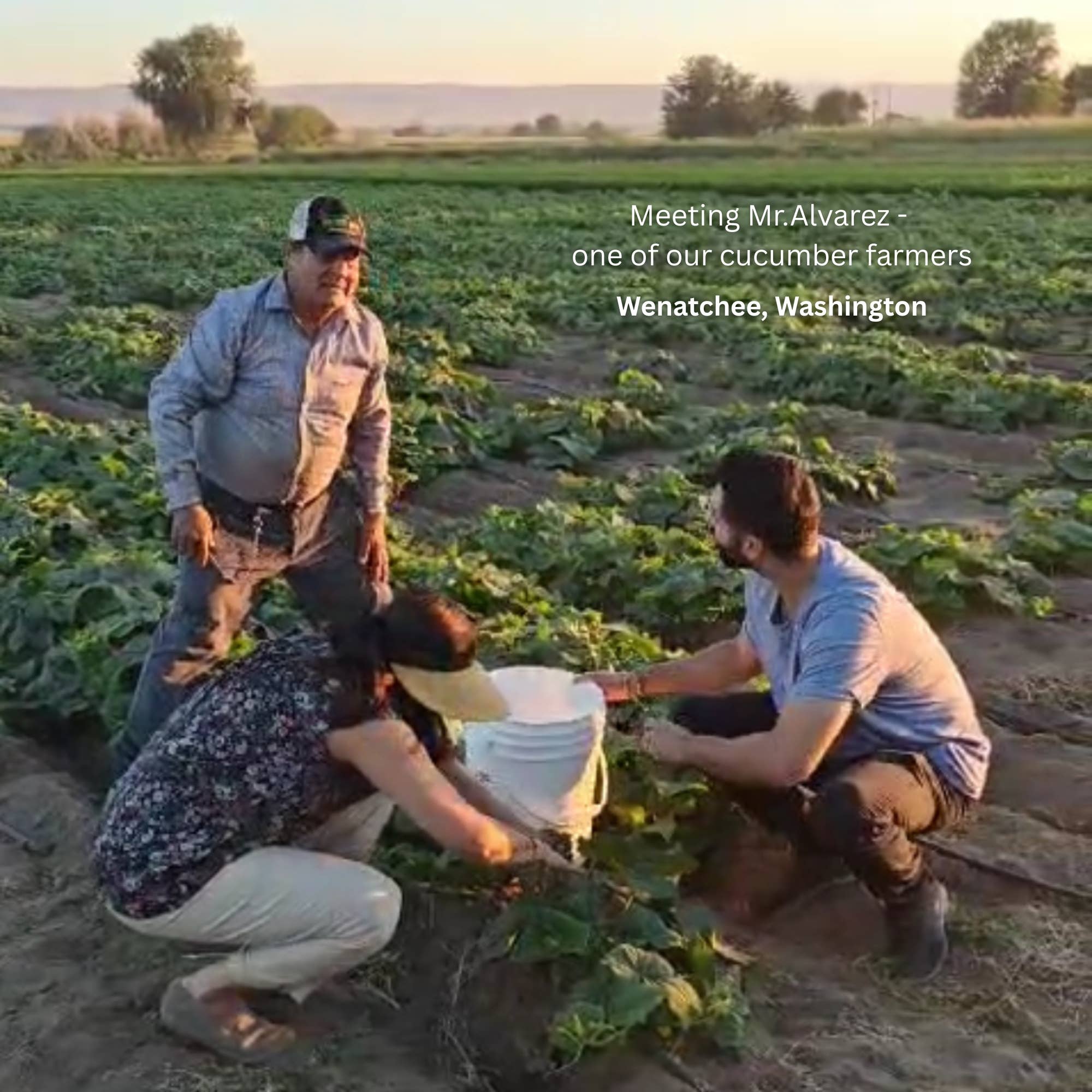 Ayurveg | NudeVeg Pickles - Wholesale Pickled Vegetables - Handcrafted Dill Pickles | Artisanal Classic Spice | 16oz4