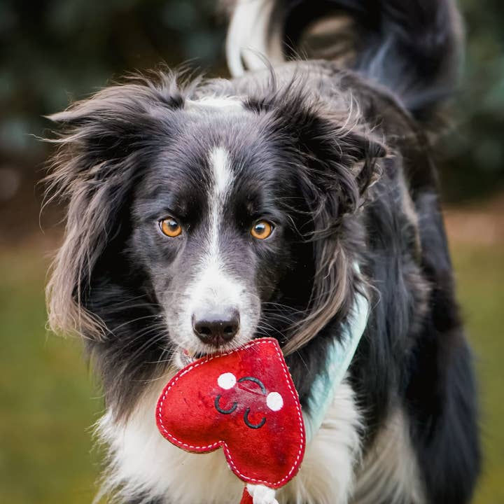 Aurora Paws – wholesale Pet rope toy – Dog – Heart shaped Eco Dog Toy (Heart strings)7
