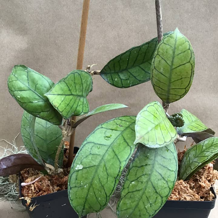Buzz + Thrive Gardens - Wholesale Live Plant - Hoya sp. Gunung Gading