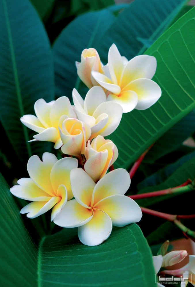 BELAIR | Bordighera - Vente Baumes à lèvres - Baume à lèvres hydratant TIARÉ à l'huile de Monoï2