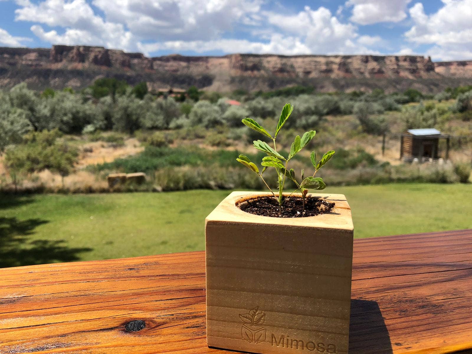 Sprigbox - Wholesale Plant Seeds - Mimosa Grow Kit | Wooden Planter | Touch-Me-Not |Unique Gift2