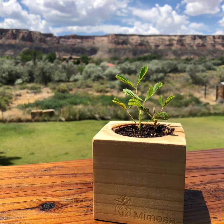Sprigbox - Wholesale Plant Seeds - Mimosa Grow Kit | Wooden Planter | Touch-Me-Not |Unique Gift2
