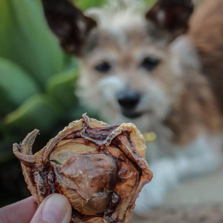 Wild n Fresh Treats - Wholesale Pet Treats - Dog - Dehydrated Wild Baby Octopus