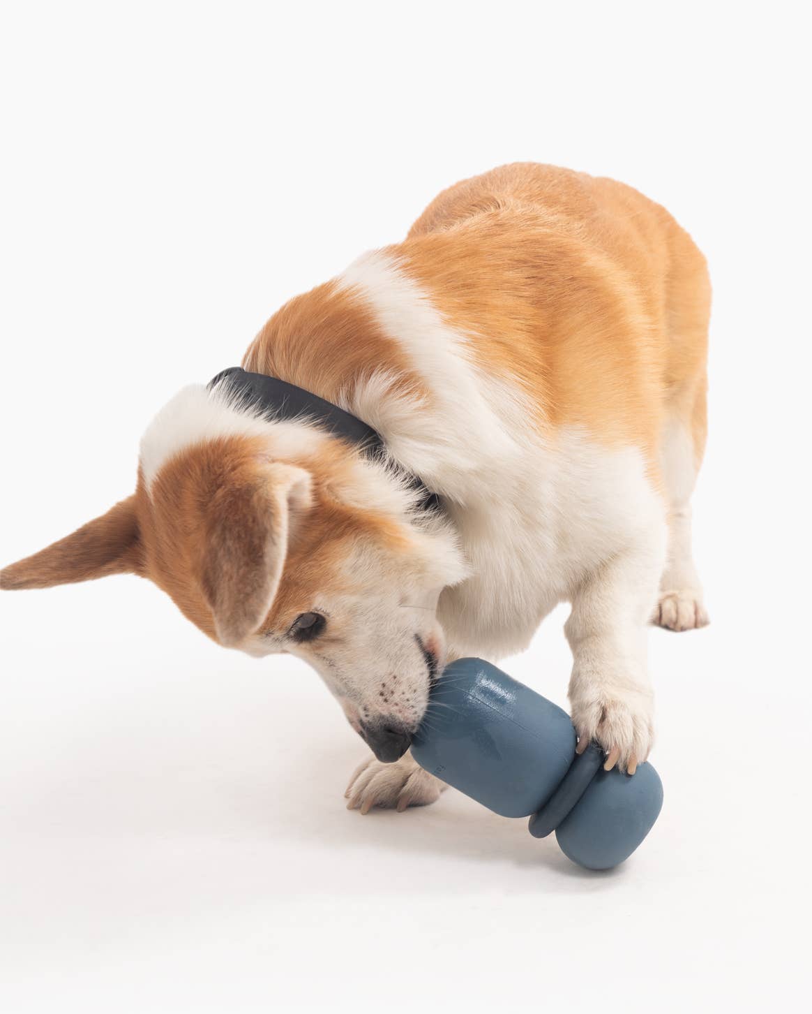 Fable Pets - Wholesale Pet Toy - Dog - Armadillo Dog Toy8