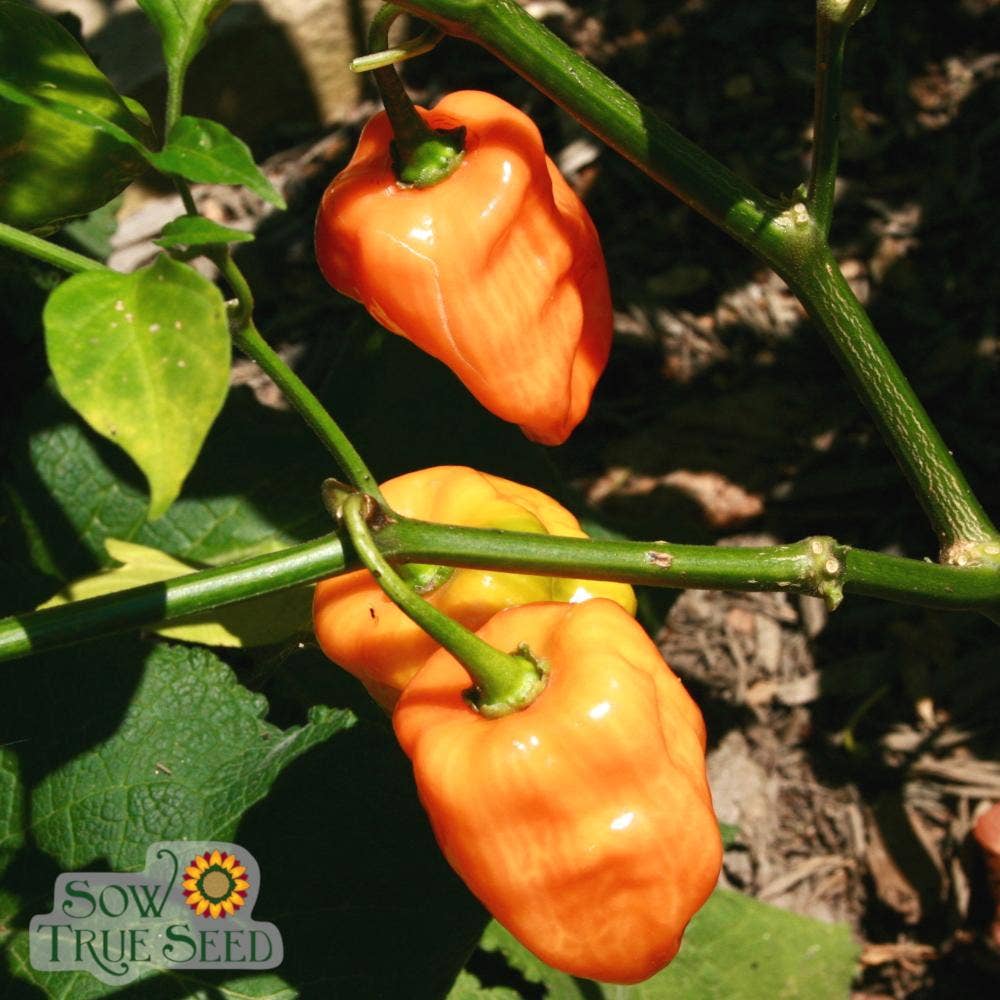 Sow True Seed - Wholesale Plant Seeds - Hot Pepper Seeds - Habanero, Orange2