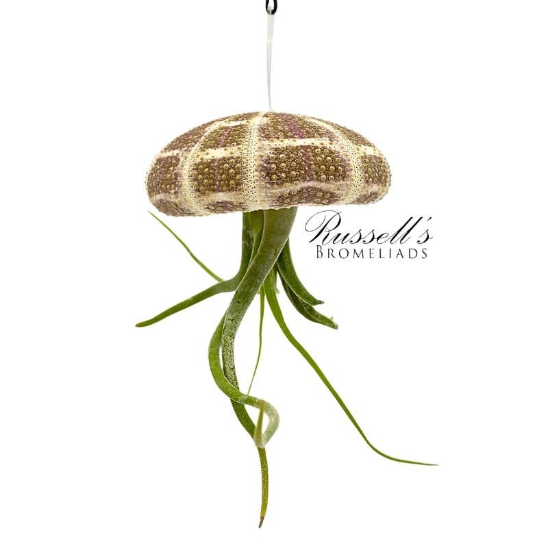 Russell's Bromeliads - Wholesale Live Plant - Sea Urchin (hanging) with Air Plant3
