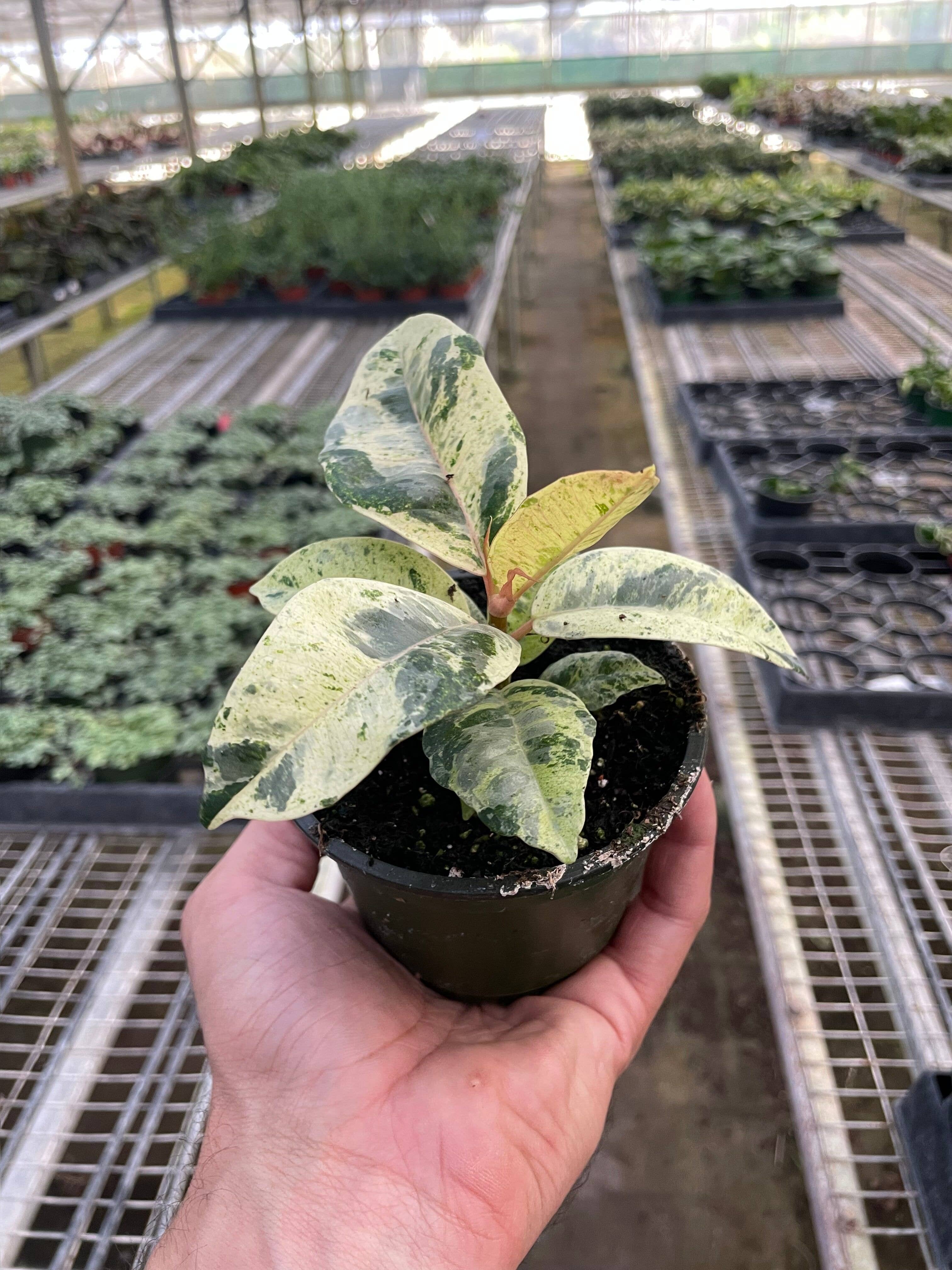 House Plant Wholesale - Wholesale Live Plant - Ficus ‘Shivereana’ (Moonshine) 4-inch0