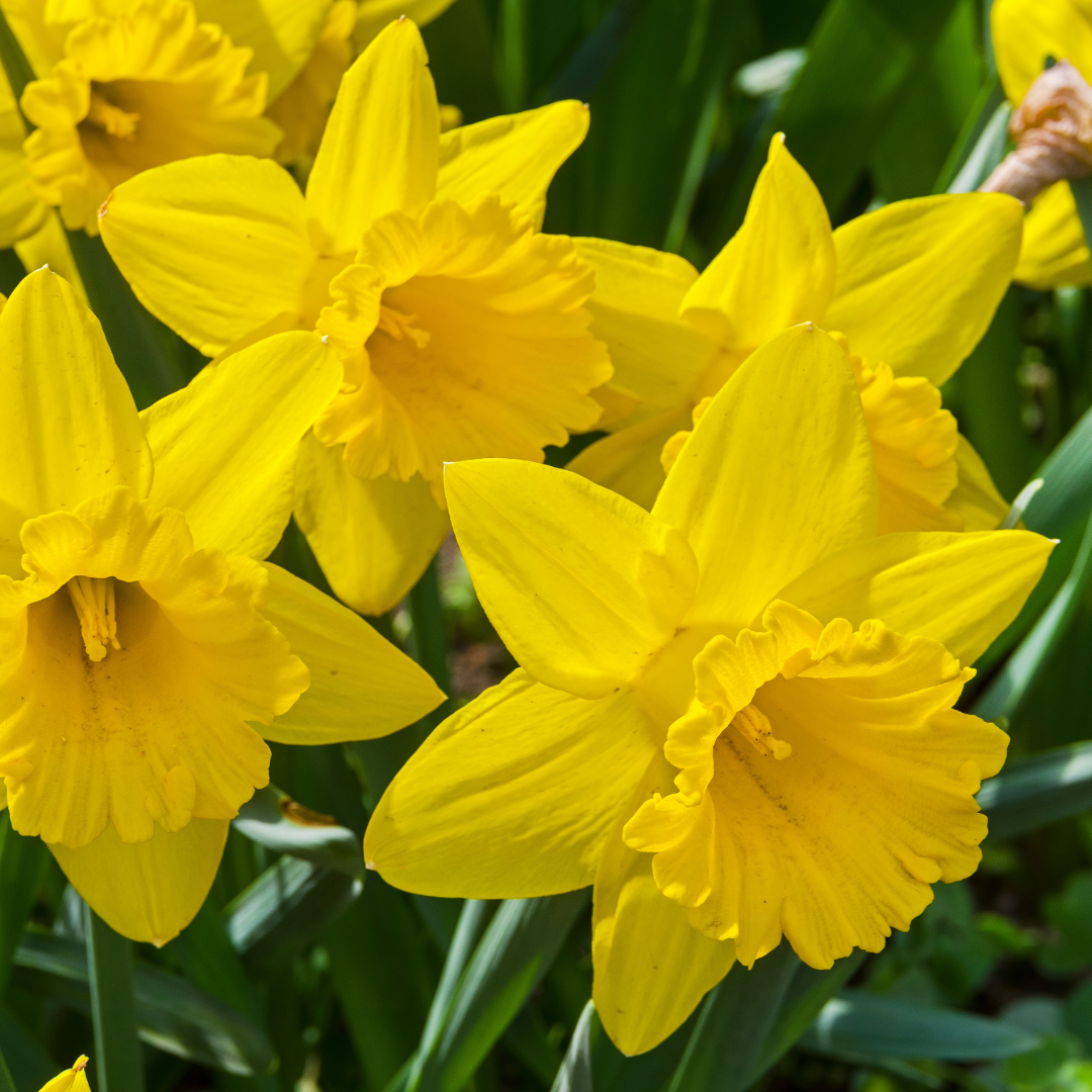 Thorsen's Greenhouse - Wholesale Live Plant - Daffodil Bulbs - Trumpet Dutch Master - Perennials - Value4