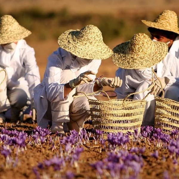 Zayti L.T.D.M - Wholesale Dried Spice - Natural Saffron in filaments from Morocco, exceptional quality5