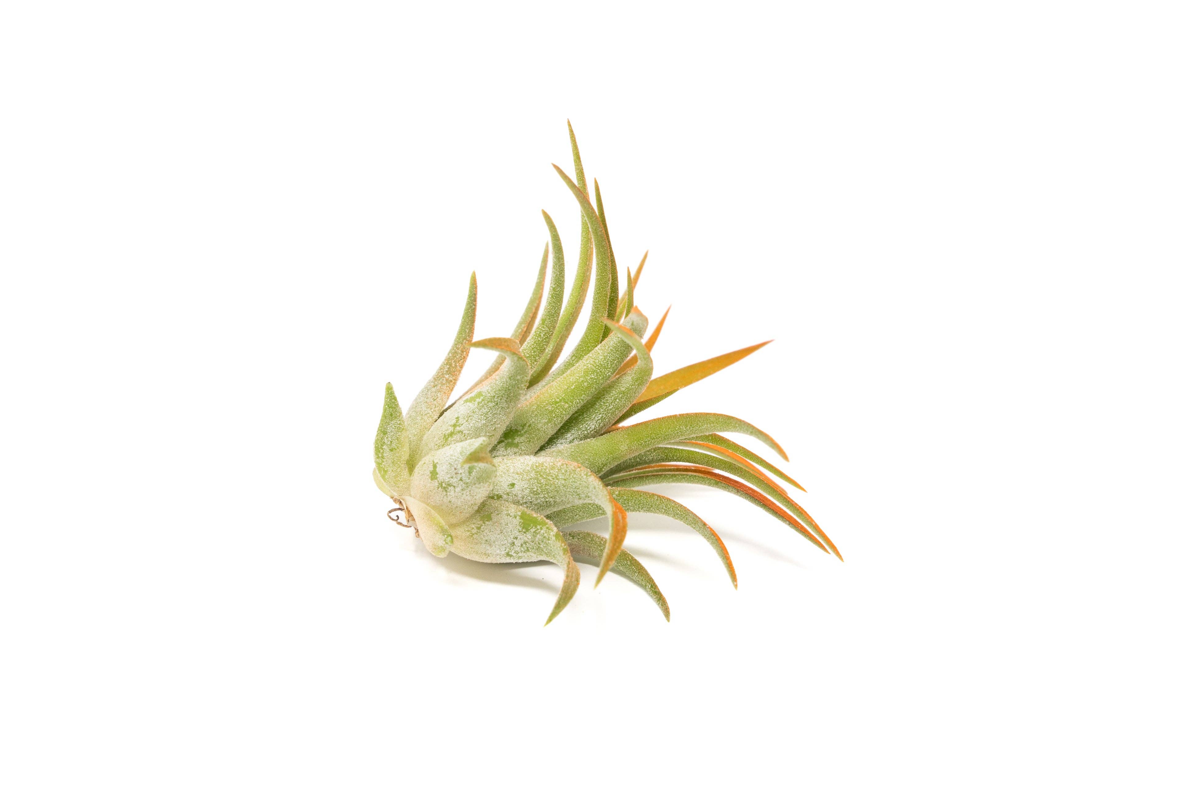 Air Plant Shop - Wholesale Live Plant - Color Enhanced Tillandsia Ionantha Rubra Air Plants29