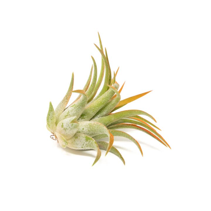 Air Plant Shop - Wholesale Live Plant - Color Enhanced Tillandsia Ionantha Rubra Air Plants29