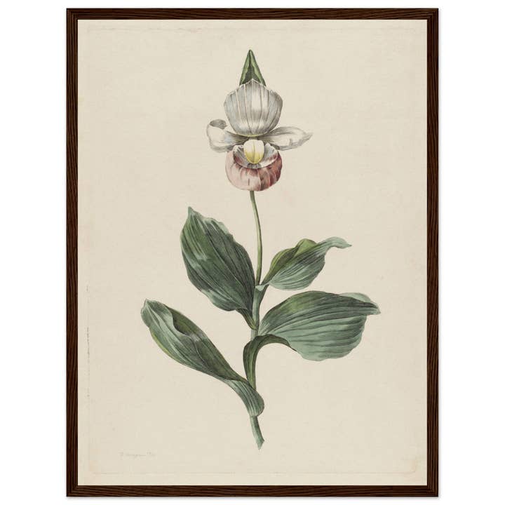 Maison de Paloma - Wholesale Art Print - Botanic garden13