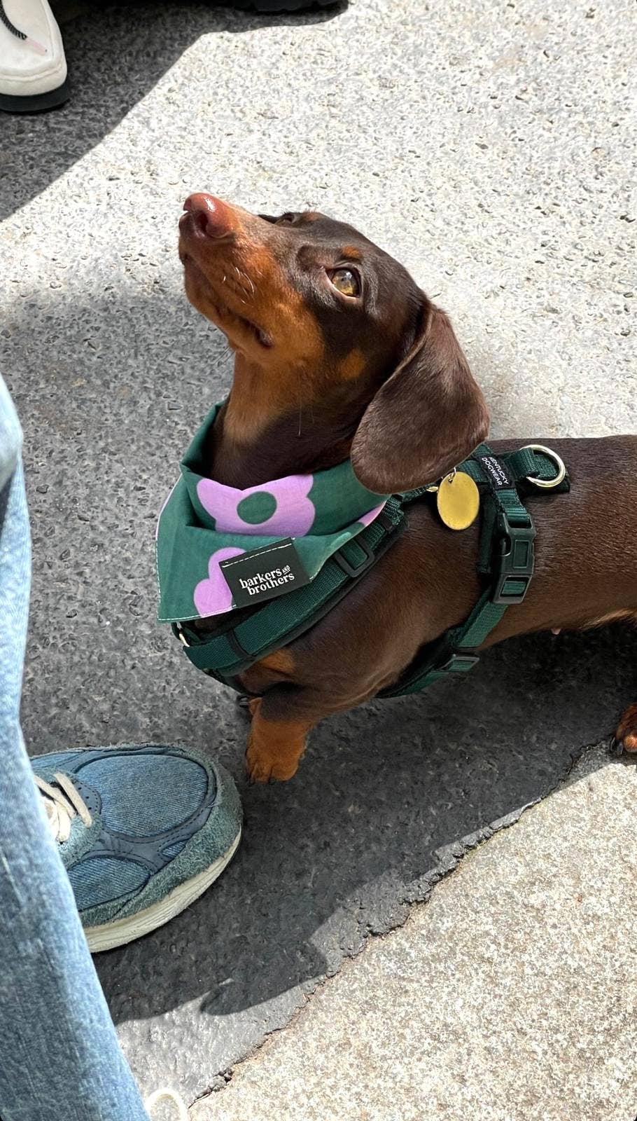 The Paws - Wholesale Pet Bandana - Dog - Custom Woven Labels7