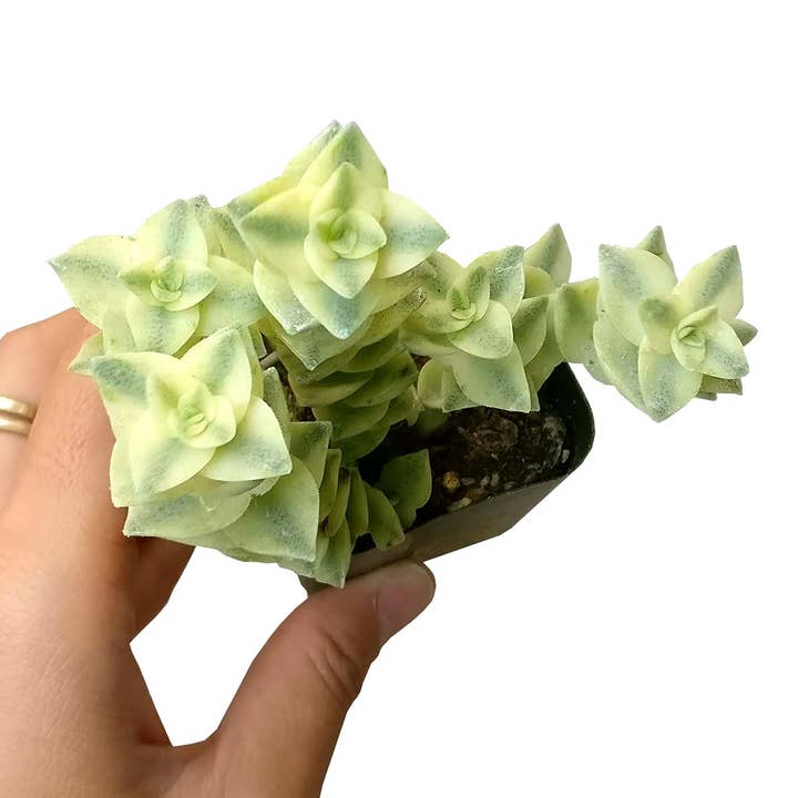 Best Plant Friend - Wholesale Succulent - Variegated String of Buttons - Live Succulent in 2in/4in Pot4