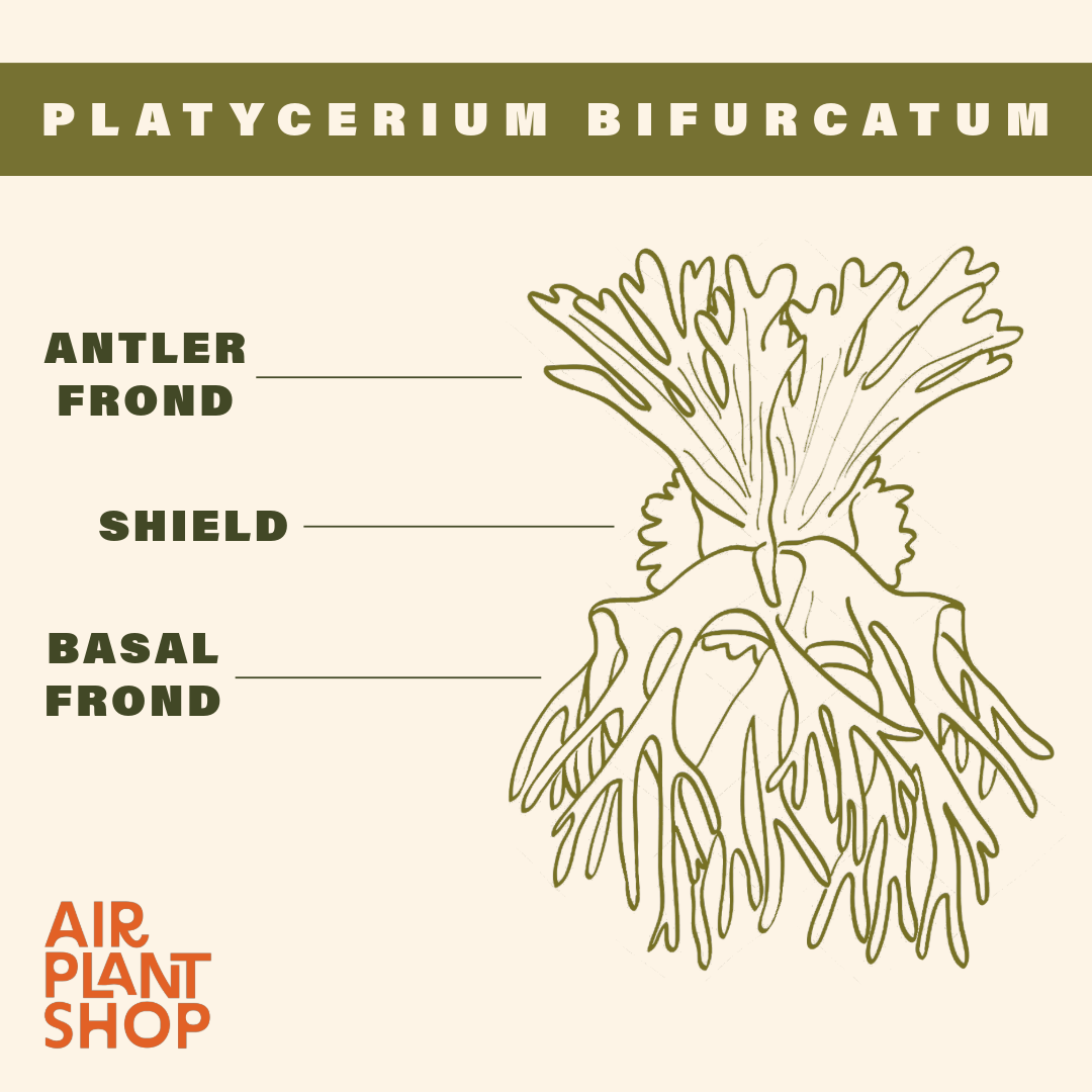 Air Plant Shop - Wholesale Live Plant - Staghorn Fern Mounted on a Cedar Plank6