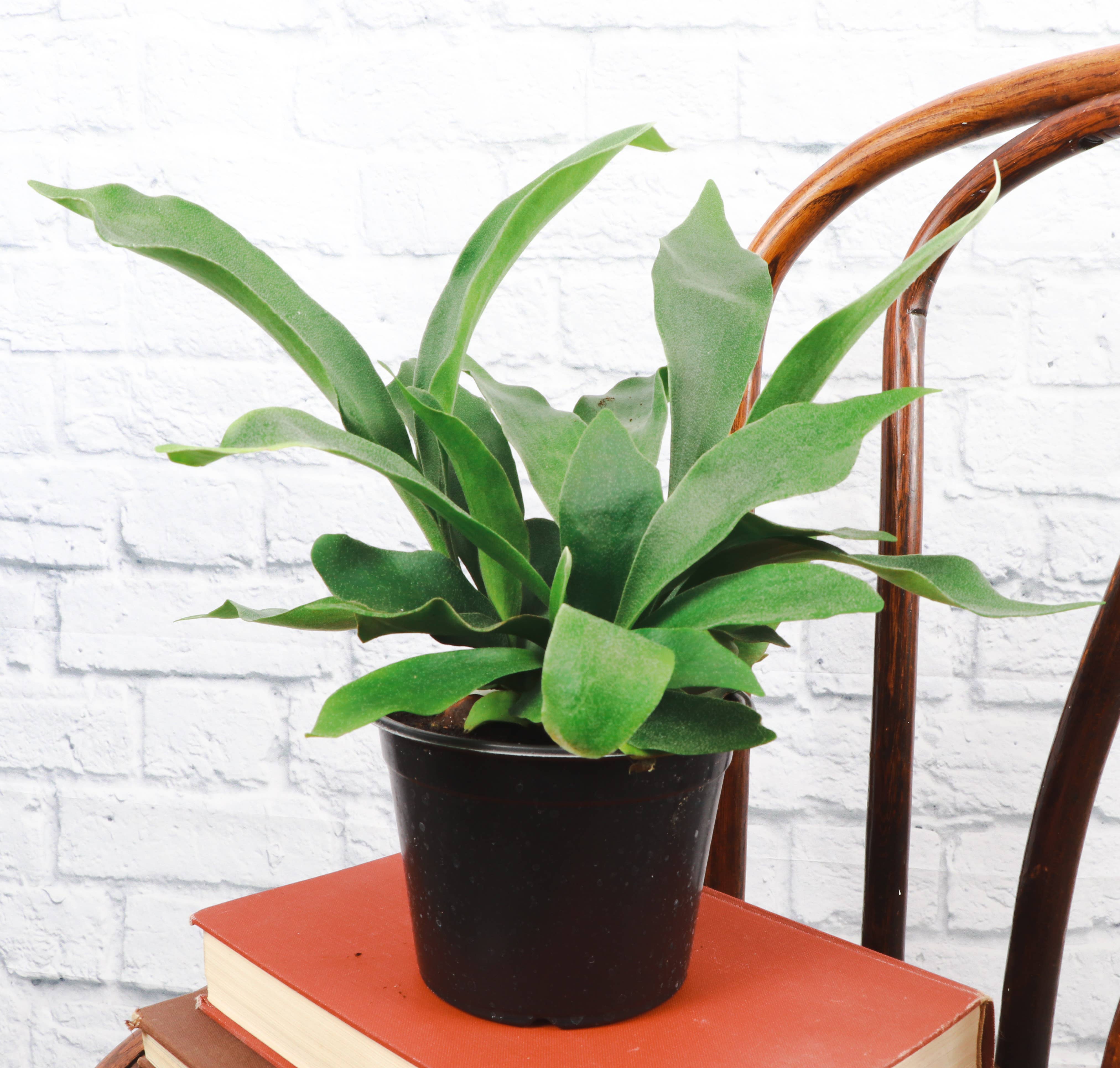 Thorsen's Greenhouse - Wholesale Live Plant - Staghorn Fern - Live Plant8