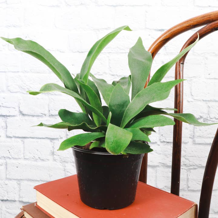 Thorsen's Greenhouse - Wholesale Live Plant - Staghorn Fern - Live Plant8