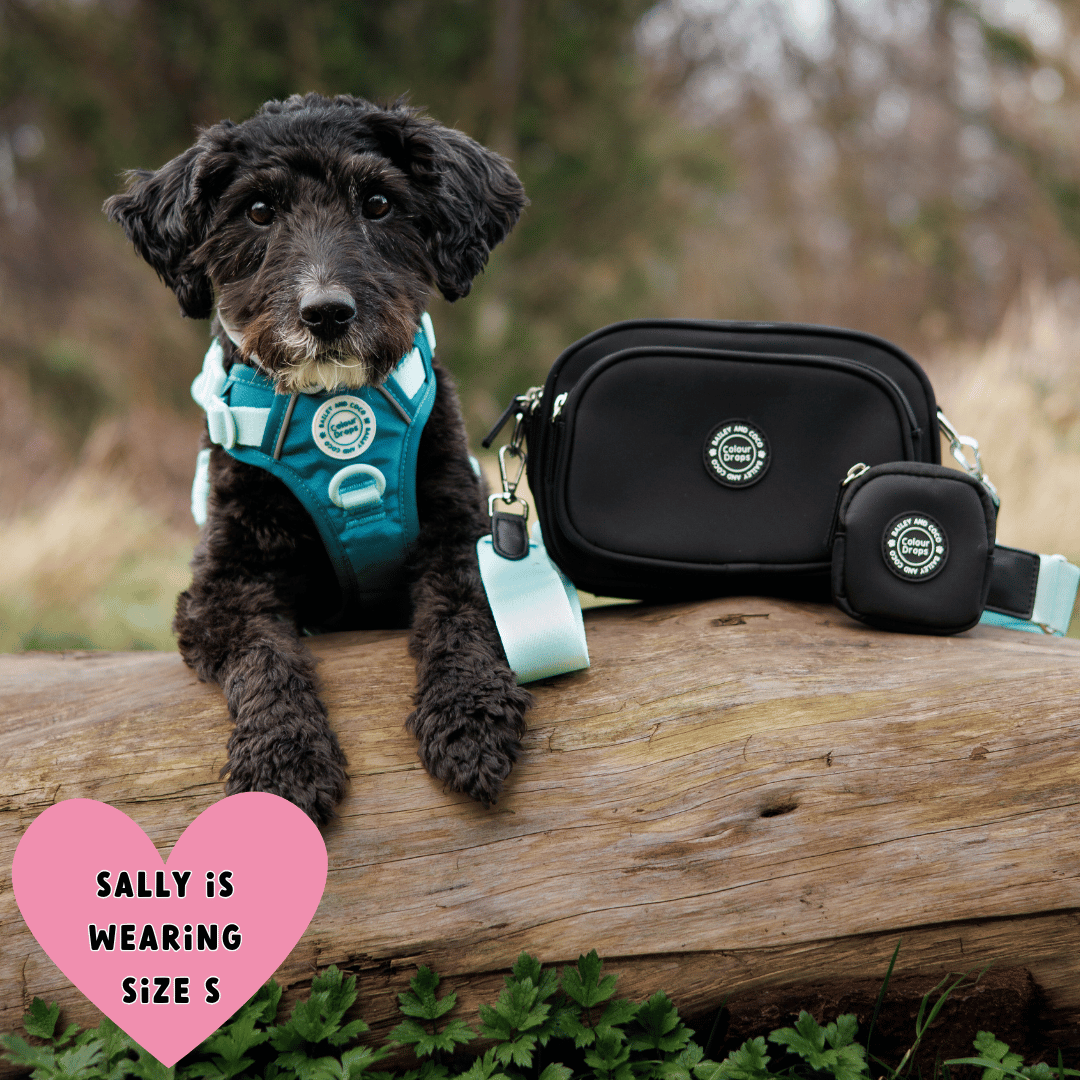 Bailey and Coco - Vente Harnais – chien - Harnais pour chien Trail & Glow - COLOUR DROPS® - Ice Teal17