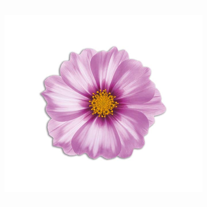 Emily Evans - Venta al por mayor Manteles individuales - Set de 6 individuales redondos con diseño de flores en PVC3