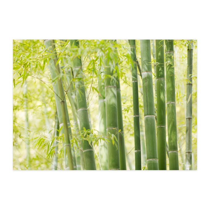 Carte postale "Bambou II" pour la vente par paruspaper. nutzfeine papeterie