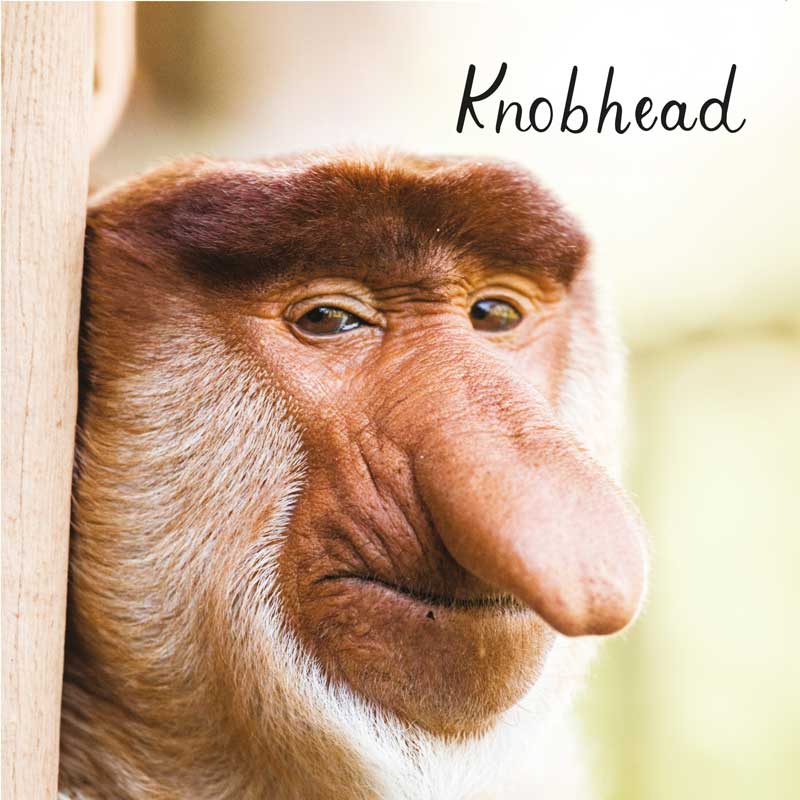 Hammond Gower Publications Ltd – wholesale Everyday greeting card – Humour Card - Knobhead0