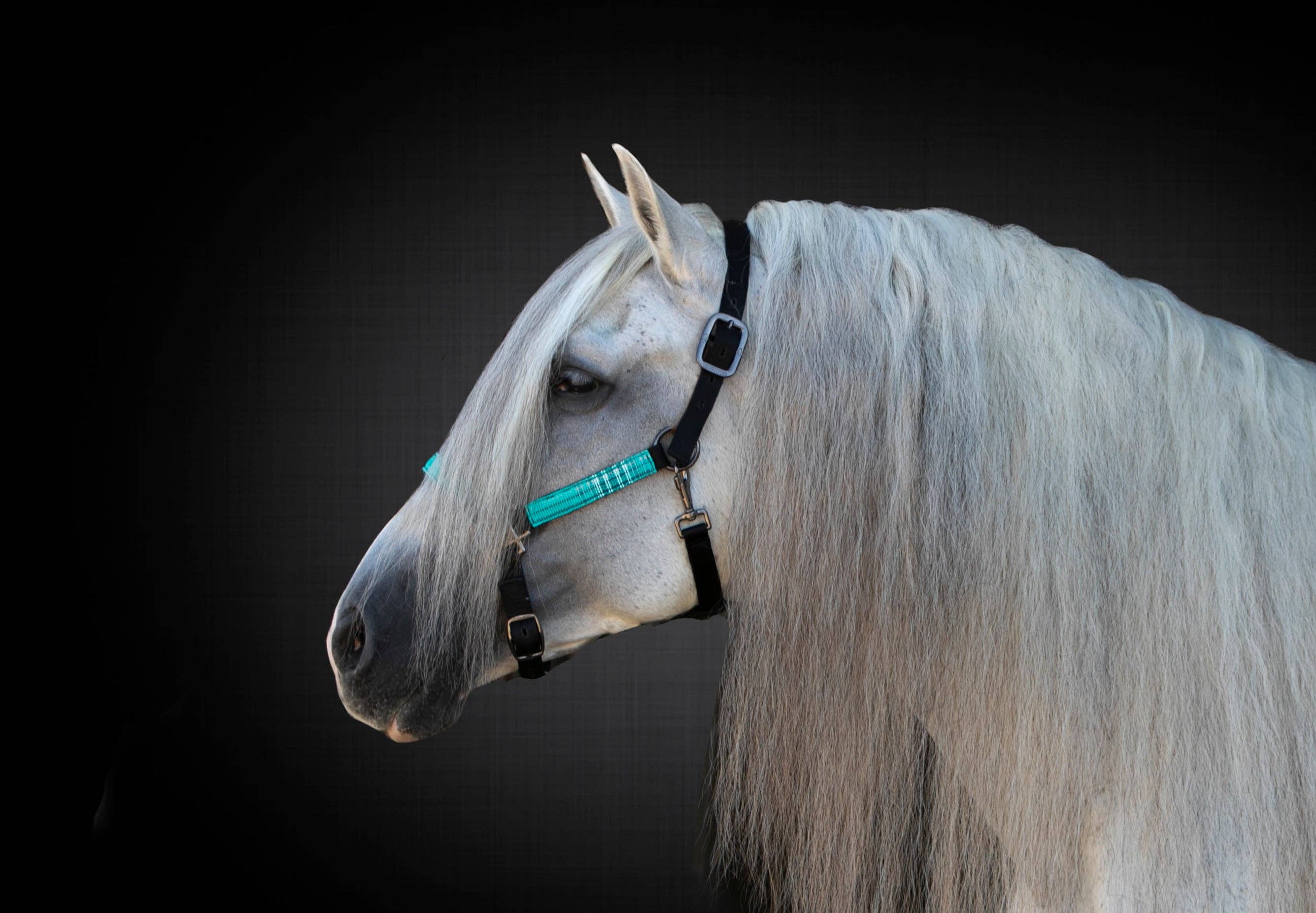 Kensington - Wholesale Horseback Riding Gear - Premium Nylon Halter11