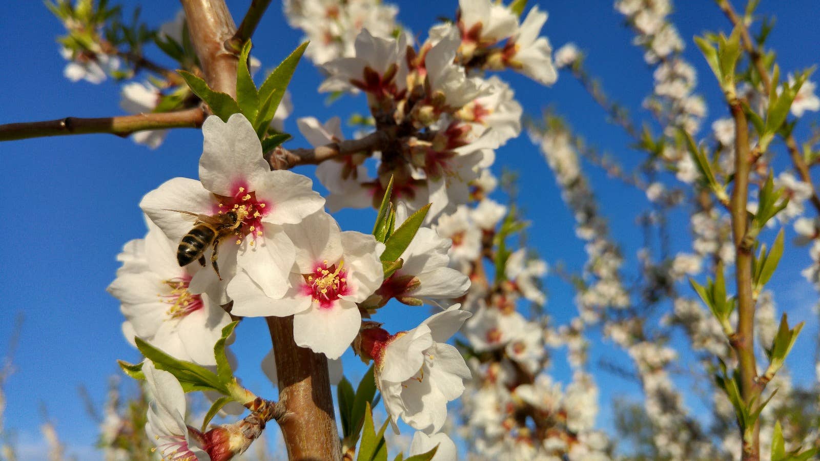 La Almendrehesa - Vente Panier garni - NOUVEAU PACK Produits éco-régénératifs La Boîte des rêves3