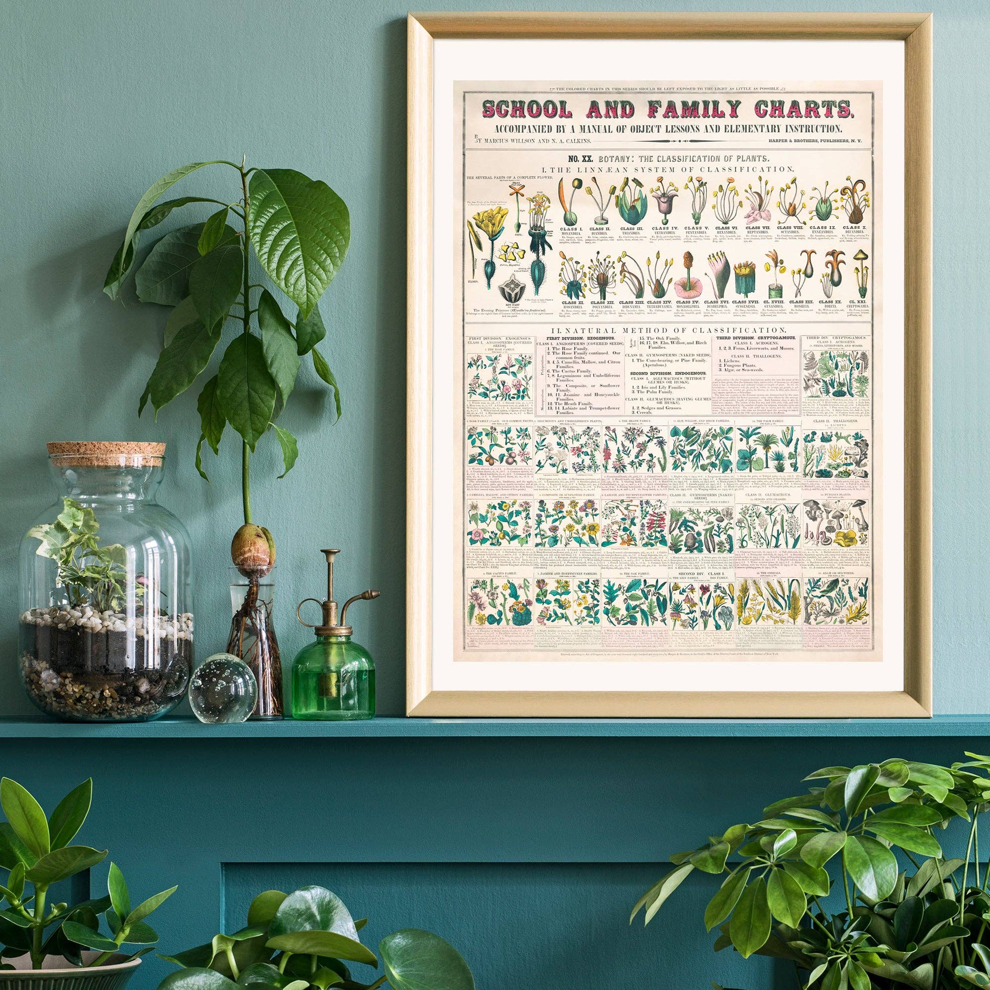 Ink & Drop – wholesale Art print – Classification of Plants Botanical Chart1