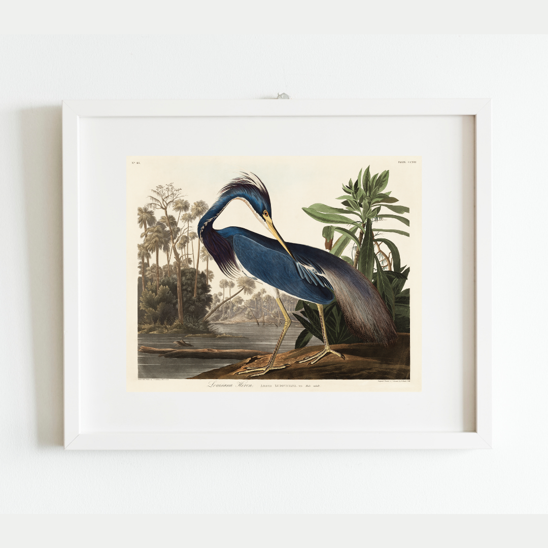 Sea to Skye - Wholesale Art Print - Louisiana Heron Antique Art Print4