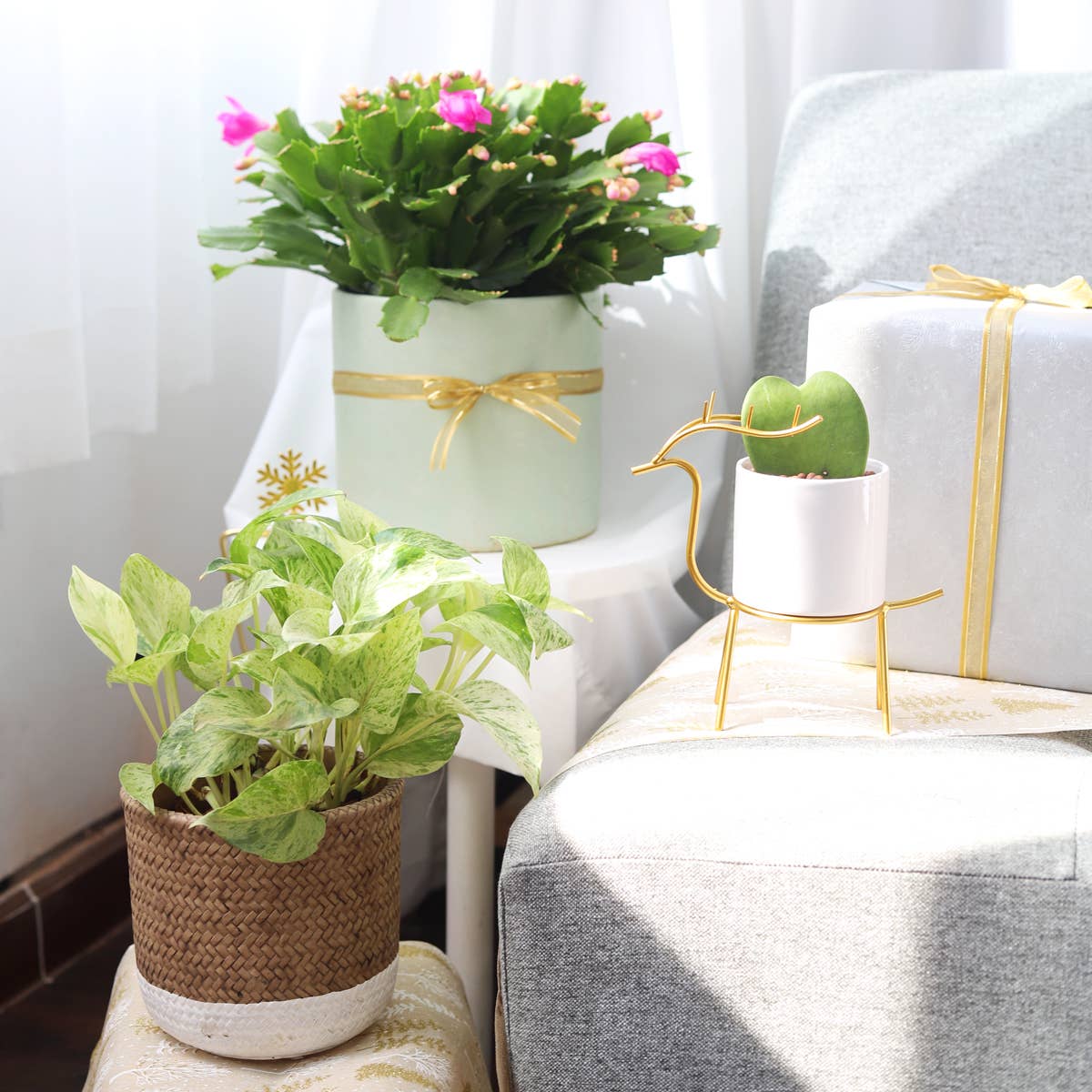 Best Plant Friend - Wholesale Succulent - Christmas Cactus Thanksgiving Cactus -  Succulents 2/4/6in16