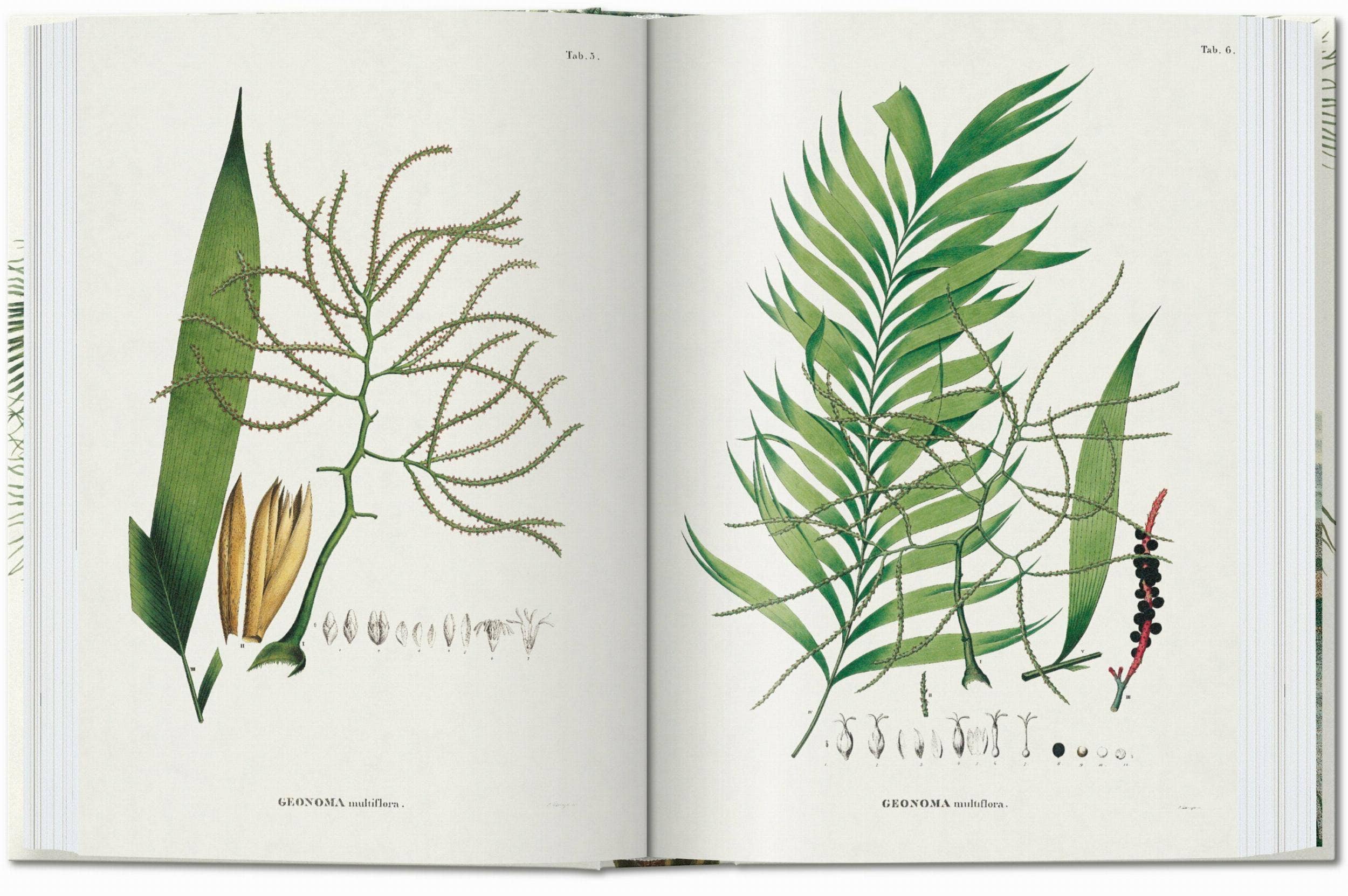 TASCHEN America - Wholesale Nature & Outdoors - Martius. The Book of Palms. 45th Ed. (German, French, English)4