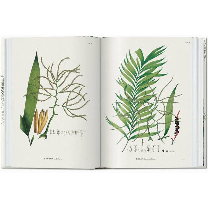 TASCHEN America - Wholesale Nature & Outdoors - Martius. The Book of Palms. 45th Ed. (German, French, English)4