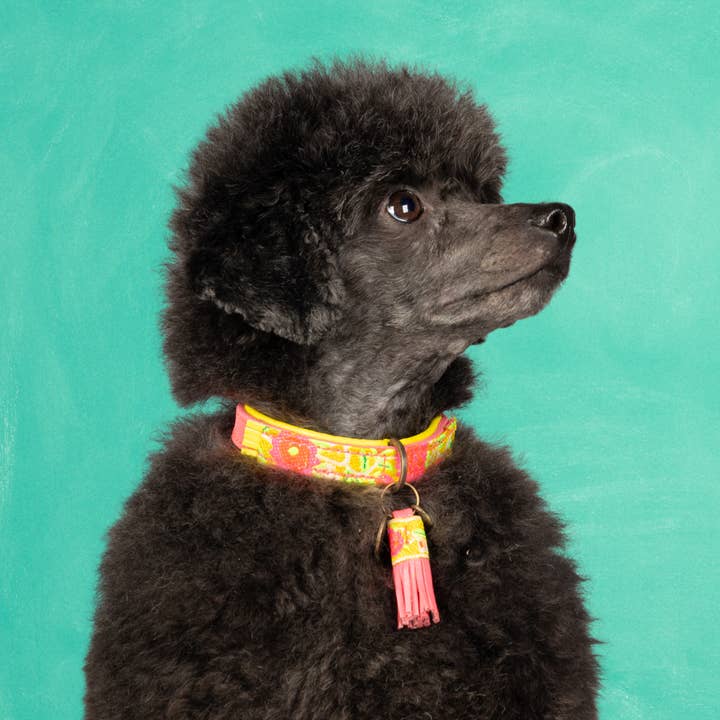 Collar para perros Lotus para venta al por mayor de Dog with a Mission