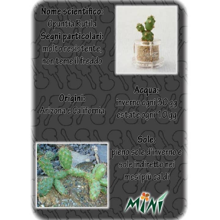 MINÌ®Italia di Luigi Paolicchi - Wholesale Live Plant - Minì Fun Axel - Mini plant for the determined6