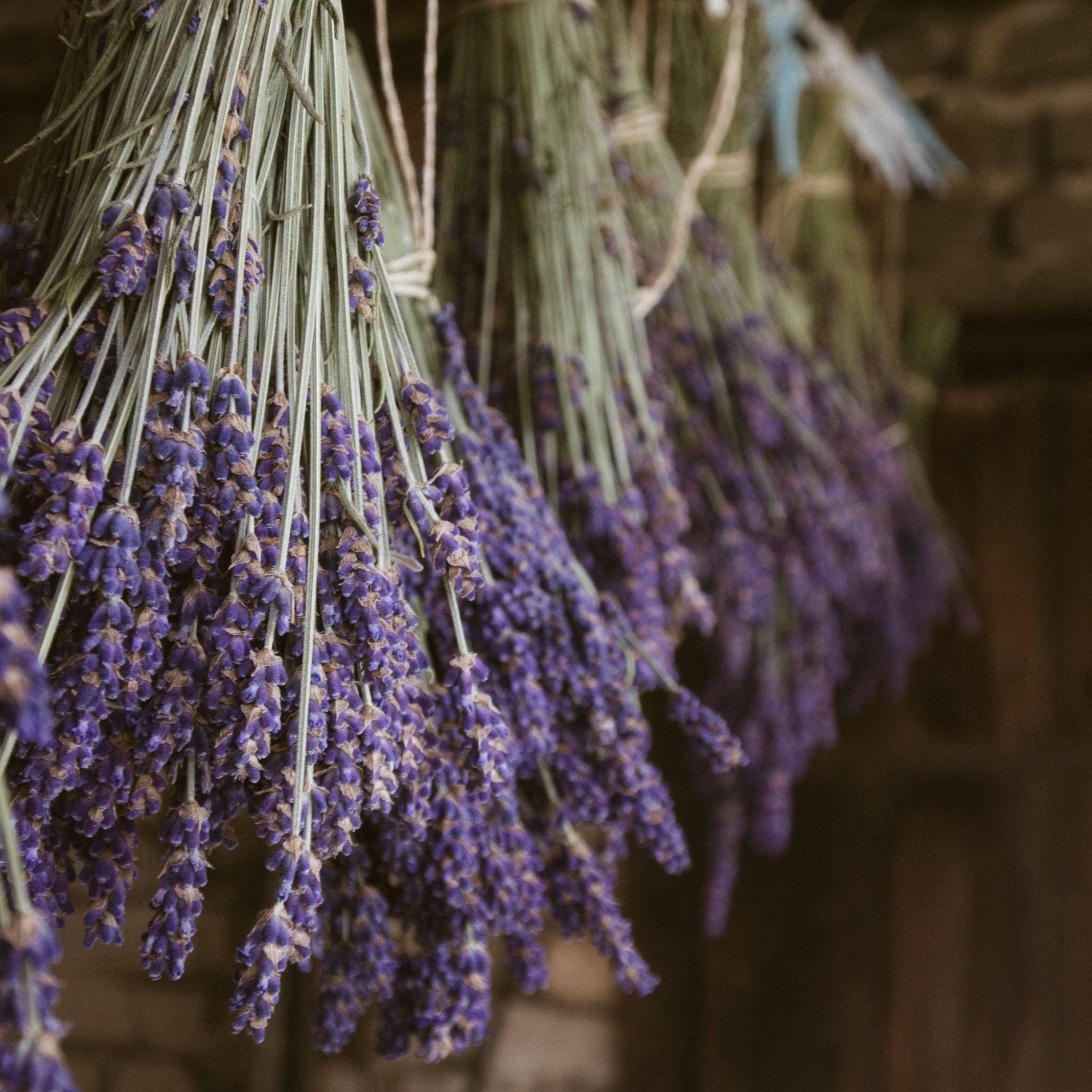 Tumalo Lavender - Vente Fleur séchée/pressée - Bourgeons de lavande séchés0