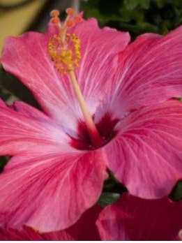 Huile corporelle Hawaiian Dream Hibiscus pour la vente par EBONY'S BEAUTY HAIR AND SKIN CARE