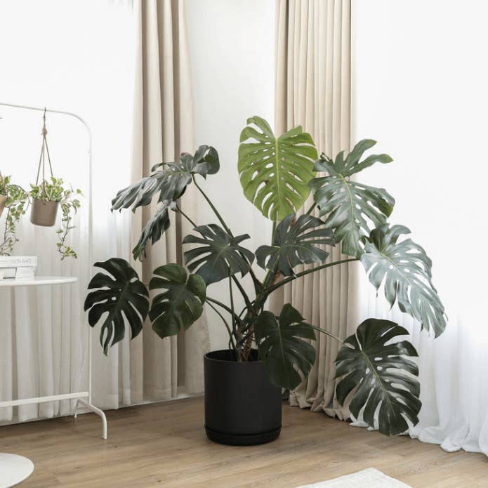 Kanso Designs - Wholesale Plant Pot - 16" | 13" | 12" Black Signature Stone Planter & Saucer