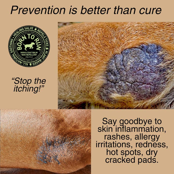 BORN TO RUN DOGS - Wholesale Pet Balm - Dog - SKIN & COAT Healing Balm w/ Bug Repellent Organic 60g (2oz)3