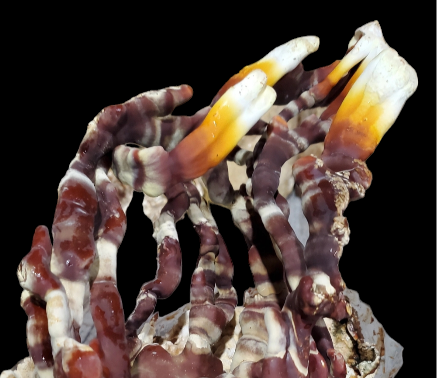 518 Farms – wholesale Loose tea – Mushroom Tea2