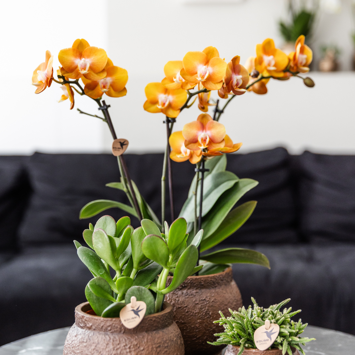 Oasis of Life - Wholesale Live Plant - Phalaenopsis Orchid "Las Vegas" – 2 Plants – Orange – Ø12cm – Houseplant with 3-4 Flower Stems – Noble Multiflora Orchid for Home & Office4