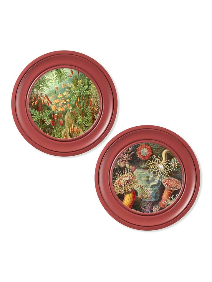 c.1904 Haeckel Flora and Fauna - Round Frames Red for wholesale by T A Interiors Wall Art & Mirrors