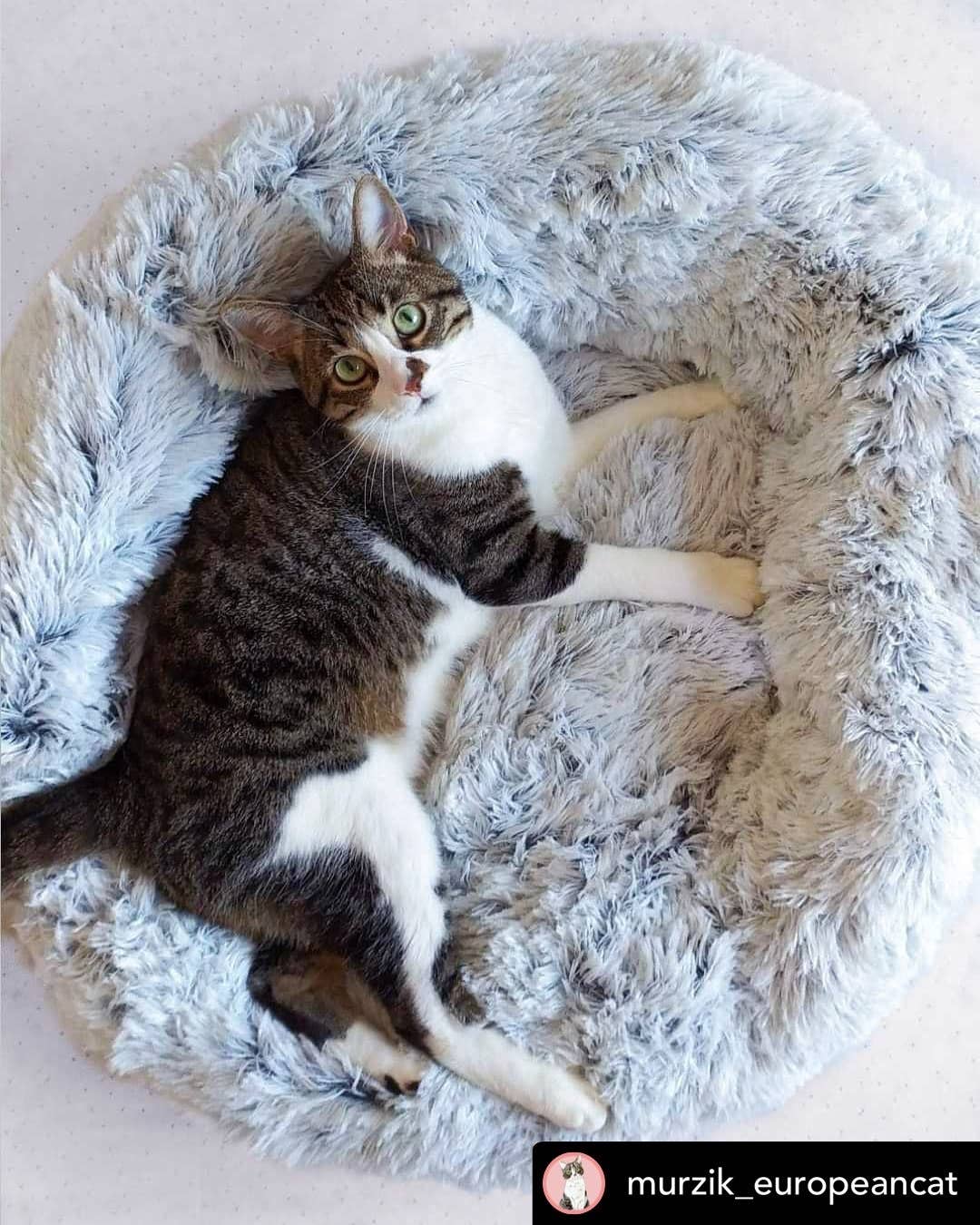 Mr. Peanut's - Wholesale Pet Bed - Dog - Mr. Peanut's 23" OrthoPlush® Pet Bed - Gray Two Tone4