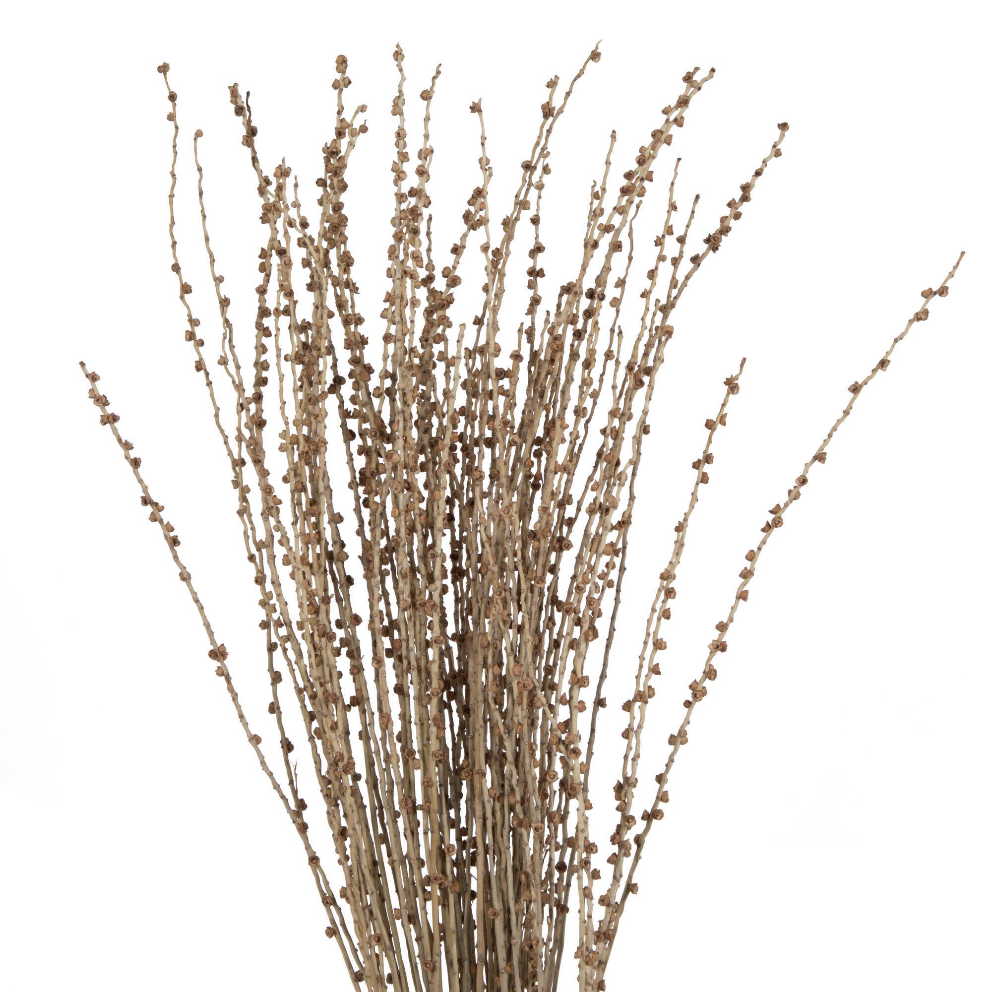 Vickerman 36-38" Natural Deglet Nour Branch Bundle for wholesale on Faire1