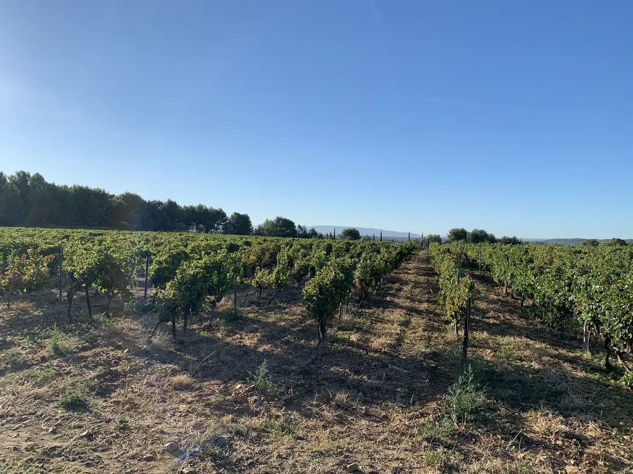Oé - Vendita all'ingrosso Vino rosso - Châteauneuf-du-Pape rosso2