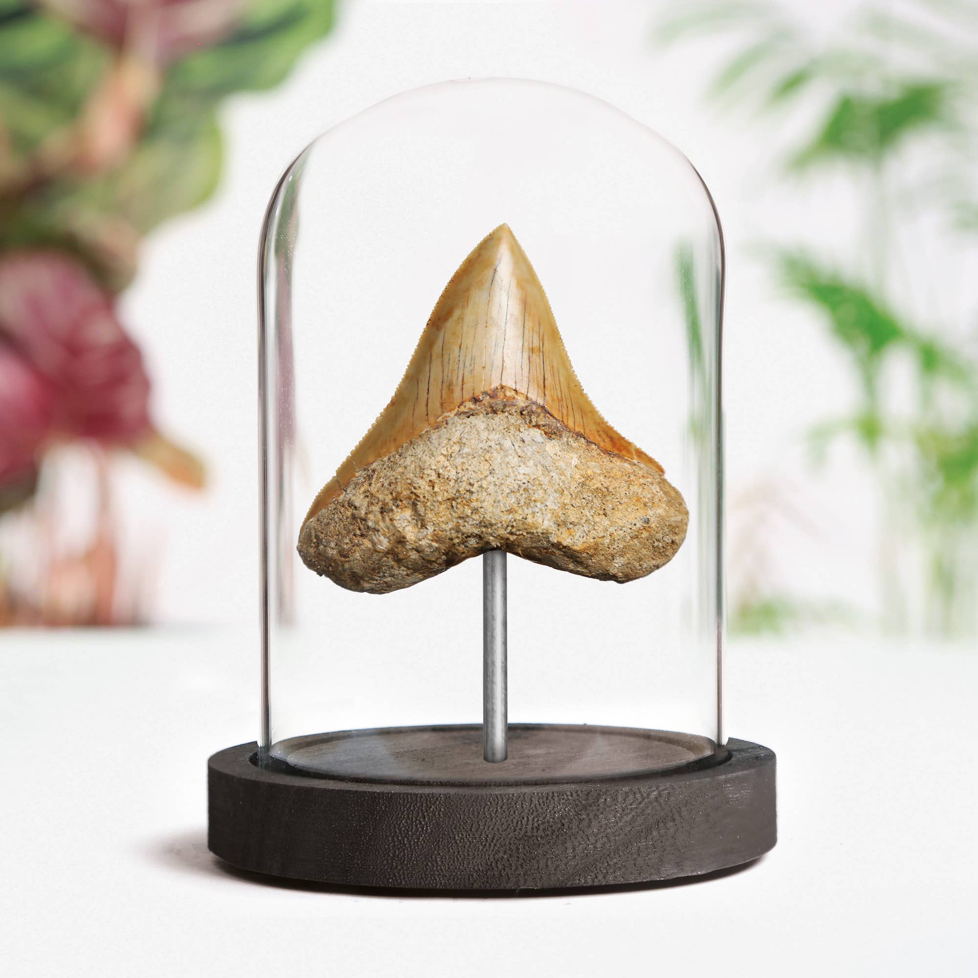 Curated Studio - Wholesale Decorative Tabletop Object - Megalodon Shark Tooth Real Dinosaur Fossil Bell Jar1
